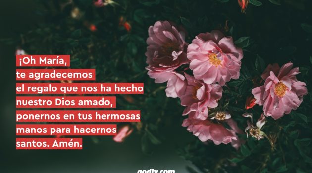 Mayo Mes de María: 30 Rosas a María | 3 Rosa.