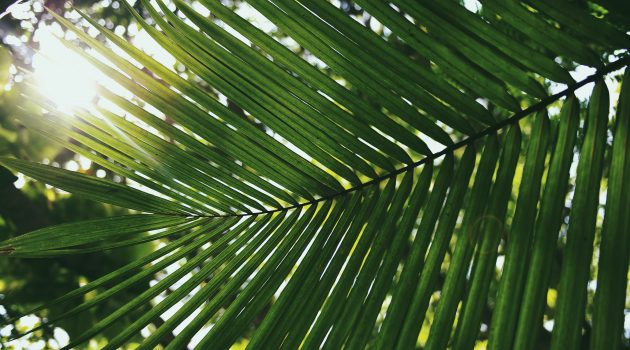 Palm Sunday Readings | April 14, 2019