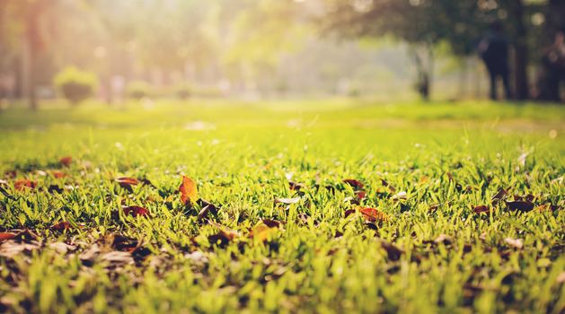 Daily Reflection - February 20, 2018 | I see people looking like trees